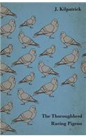 Thoroughbred Racing Pigeon