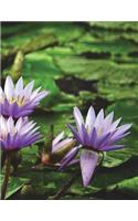 Water Lily Notebook / Journal / Diary / Composition Book Large Size: 150 Ruled Pages for School Office or Home - Softcover -