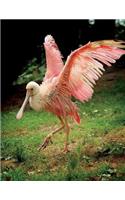Roseate Spoonbill Notebook Large Size 8.5 x 11 Ruled 150 pages Softcover