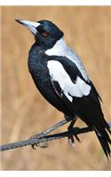 Australian Magpie Perched on a Twig Journal: Take Notes, Write Down Memories in this 150 Page Lined Journal