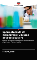 Spermatozoïde de mammifère