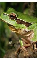 Tree Frog Perched and Ready to Jump Journal