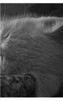 Sleeping Kitty Notebook