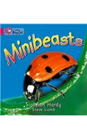 Minibeasts Workbook