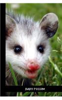 baby possum