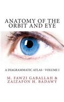 Anatomy of the Orbit and Eye