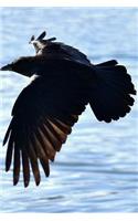 Raven in Flight Journal: 150 page lined notebook/diary