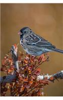 Bird Journal