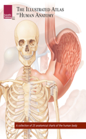 Illustrated Atlas of Human Anatomy: A Collection of 25 Anatomical Charts of the Human Body