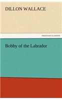 Bobby of the Labrador