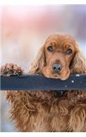 Cocker Spaniel