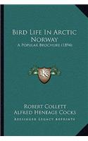 Bird Life In Arctic Norway