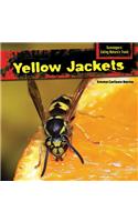 Yellow Jackets: (Scavengers: Eating Nature's Trash)