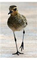 American Golden Plover Journal: 150 page lined notebook/diary