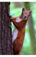 An Adorable Red Squirrel on a Tree Journal