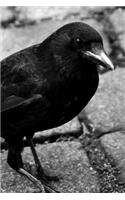 Common Raven Standing on Bricks in Black and White Journal: Take Notes, Write Down Memories in this 150 Page Lined Journal