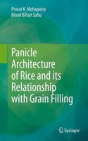 Panicle Architecture of Rice and Its Relationship with Grain Filling