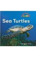 Sea Turtles