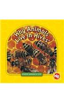 Why Animals Live in Hives