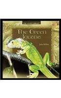 Green Iguana