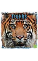 Tigers