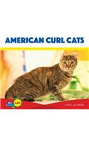 American Curl Cats