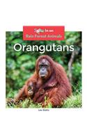 Orangutans