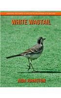 White Wagtail: Amazing Pictures & Fun Facts on Animals in Nature