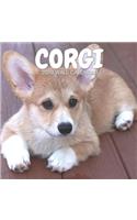 Corgi 2019 Wall Calendar