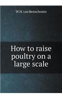 How to raise poultry on a large scale