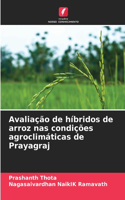 Avaliação de híbridos de arroz nas condições agroclimáticas de Prayagraj