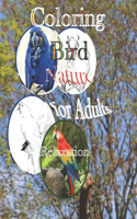 Coloring Bird Nature for Adults Relaxation