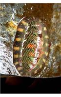 Lined Chiton Tonicella Lineata in Alaska Journal