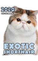 Exotic Shorthair 2020 Cat Calendar
