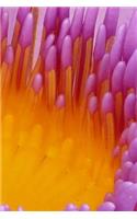 Water Lily Notebook