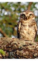 A Spotted Owl Looking Out on a Branch Journal: Take Notes, Write Down Memories in this 150 Page Lined Journal