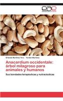 Anacardium Occidentale