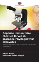 Réponse immunitaire chez les larves du scarabée Phyllognathus excavatus