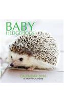 Baby Hedgehogs Calendar 2016: 16 Month Calendar