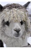 Such a Sweet Face! Adorable Alpaca Journal
