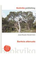Banksia Attenuata