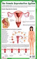 The Female Reproductive System - Thick Laminated Chart