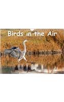 Birds in the Air 2017