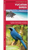 Yucatan Birds: A Folding Pocket Guide to Familiar Species of the Yucatan Peninsula