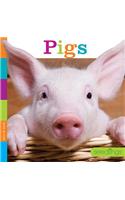 Seedlings: Pigs: (Seedlings)