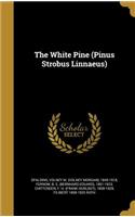 White Pine (Pinus Strobus Linnaeus)