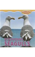 Discovering Seagulls