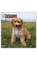 Cockapoos 2018 Calendar