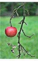 A Shiny Red Apple Hanging on the Tree Fruit Journal