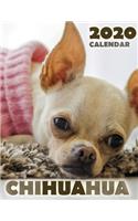 Chihuahua 2020 Calendar